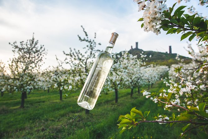 A delightful wine tasting in the scenic countryside with lunch - Key points at a glance