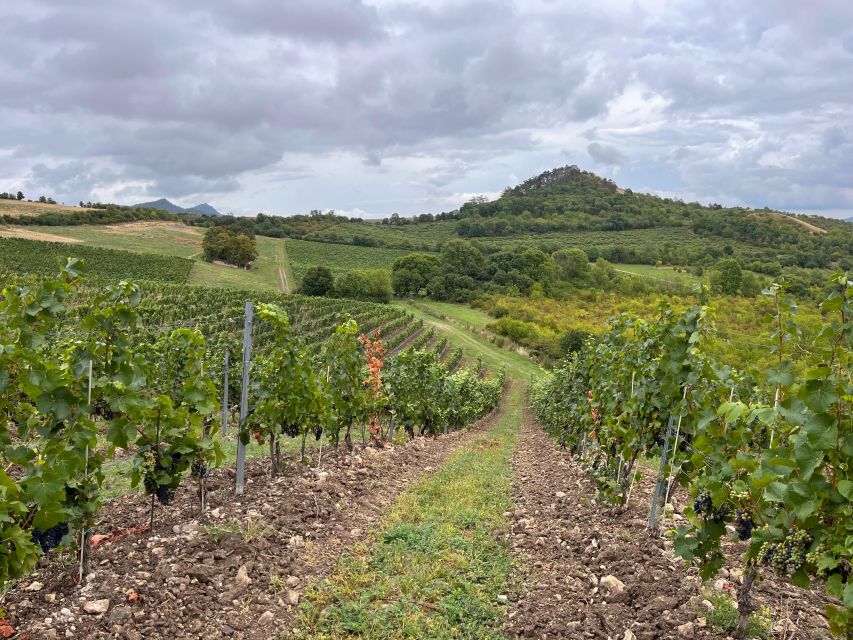 Czech Vineyards and Wine Tasting 4WD Tour with Lunch - What the 4x4 schedule feels like, and why it suits many travelers