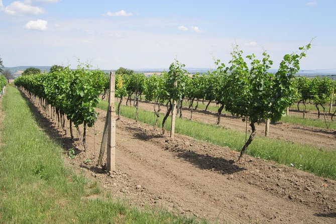 Moravian wine trails - Should you book the Moravian wine trails tour?