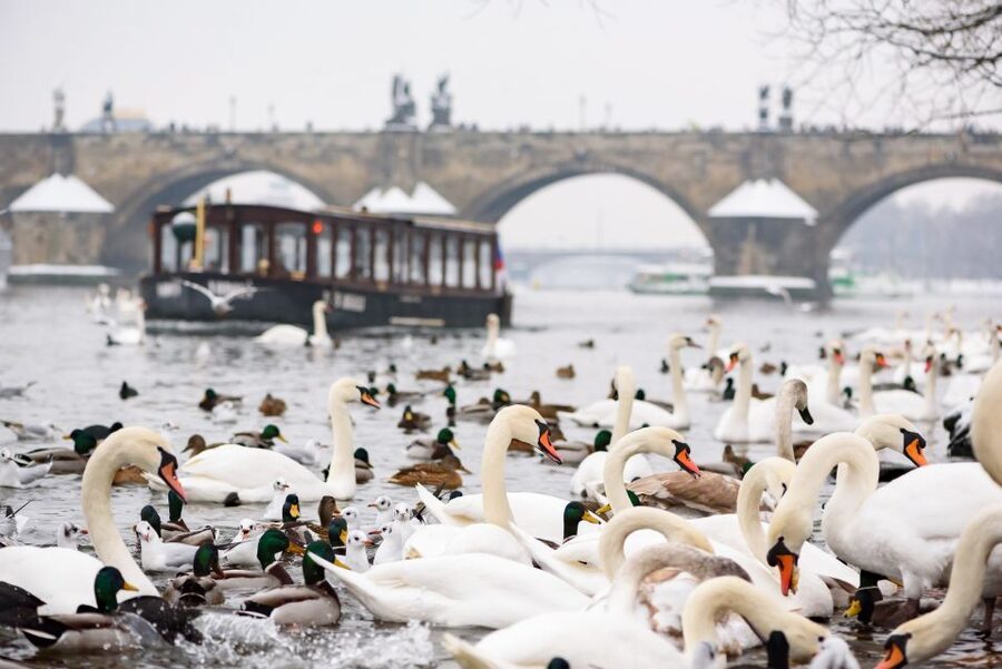 Prague: 1.5-Hour River Boat Cruise and Guided Tour - The guided stroll: why the walking portion is part of the value