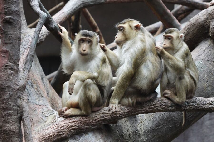 Prague: Boat Ride to the Zoo and Admission Ticket - Price and Value: Is $74 a Good Deal for This Prague Combo?