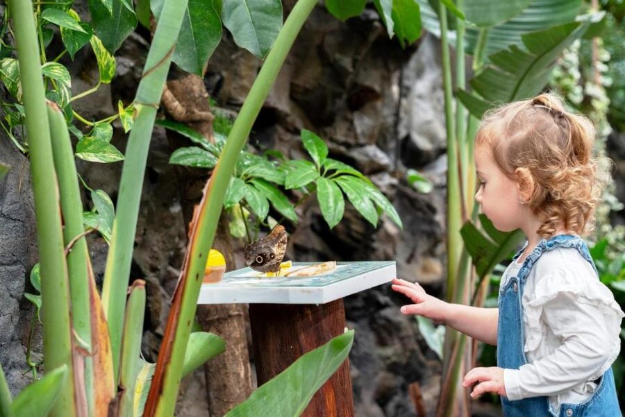 Prague: Papilonia Butterfly House - Families vs. butterflies-only lovers: who should book?