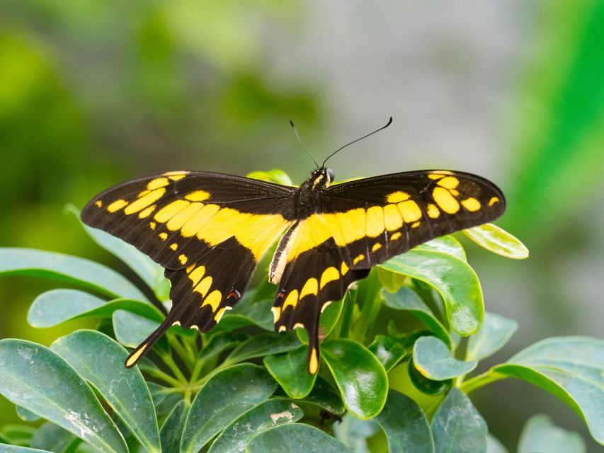 Prague: Papilonia Butterfly House - What happens before you enter: lockers and checking in