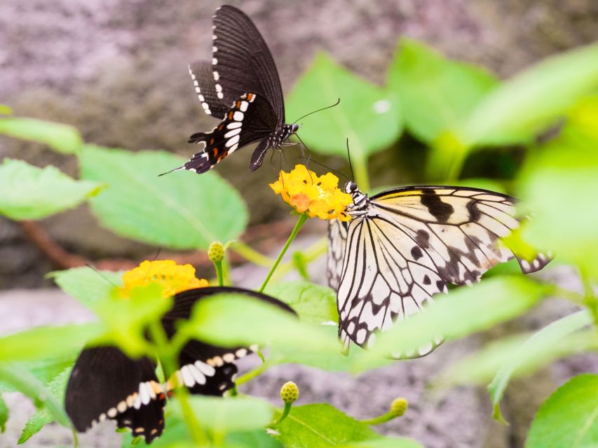 Prague: Papilonia Butterfly House - What you’ll actually see: hundreds of butterflies and big wings