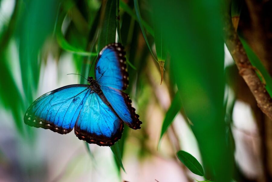 Prague: Papilonia Butterfly House - Photo time inside: no restrictions, but get smart with angles