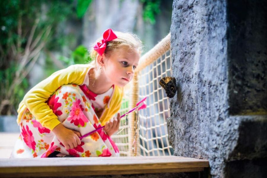 Prague: Papilonia Butterfly House - How long should you plan for in the butterfly room?