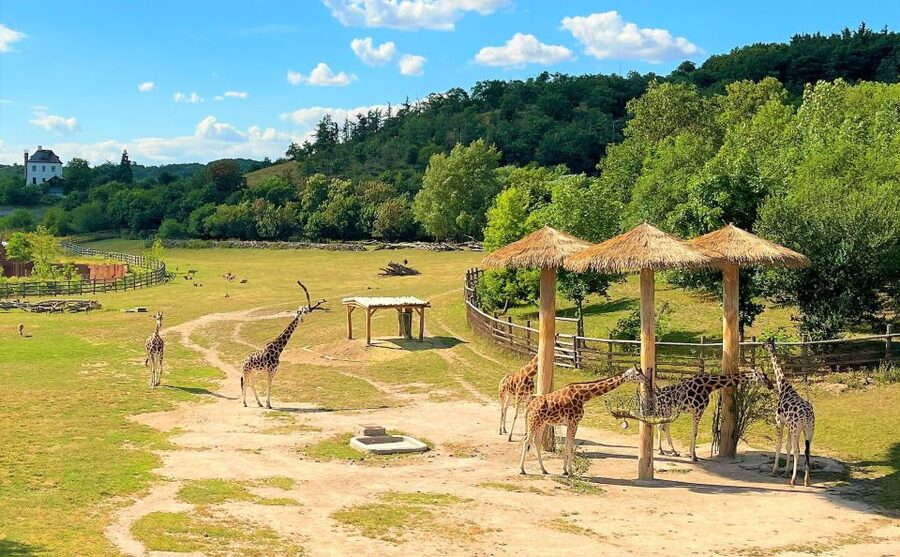 Prague: Prague Zoo Audio Guide with E-Ticket - Practical tips so you do not lose time (or your battery)