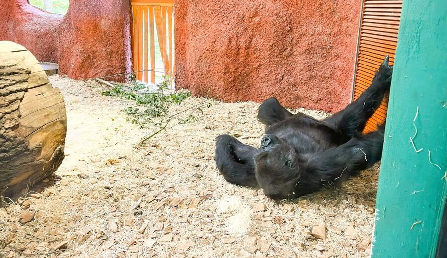 Prague: Prague Zoo Audio Guide with E-Ticket - Map help that actually matters in a big zoo