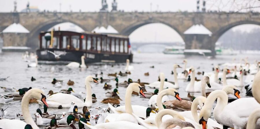 Prague: River Cruise, Charles Bridge Museum, & Walking Tour - Key highlights worth your attention