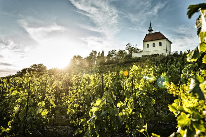 Prague´s Hidden Vineyards Private Tour - Prague Botanical Garden Vineyard Cellar: The Process, Not Just the Product