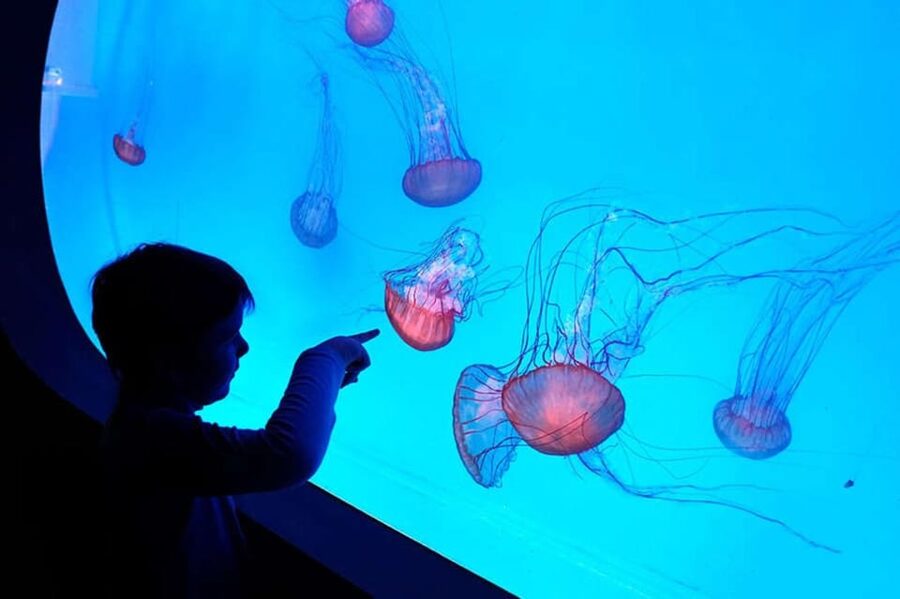 Prague: The World Of Jellyfish Entry Ticket w/ Drink - Rooftop location at Arkady Pankrac: easy to find, easy to pair