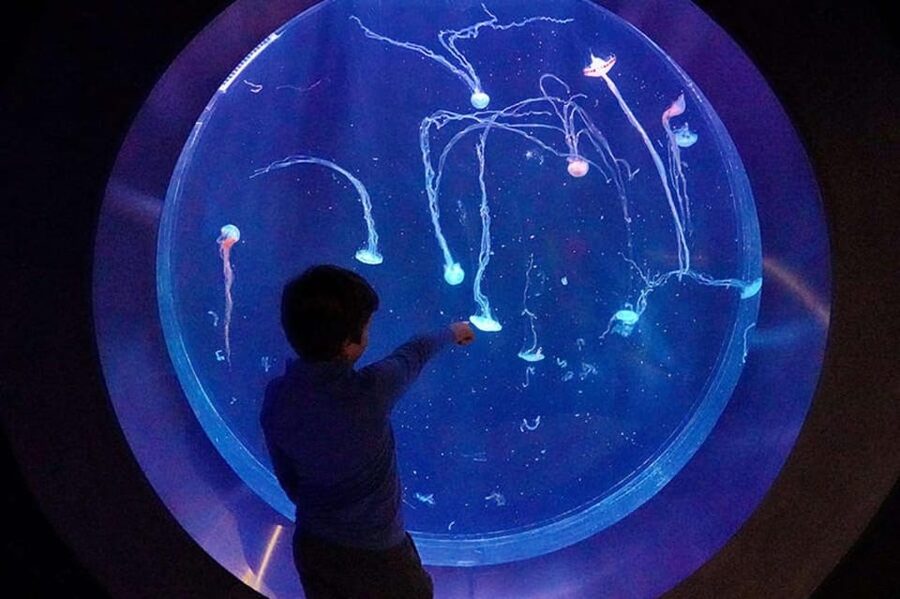 Prague: The World Of Jellyfish Entry Ticket w/ Drink - Entering the spherical aquarium experience: what you’ll notice first