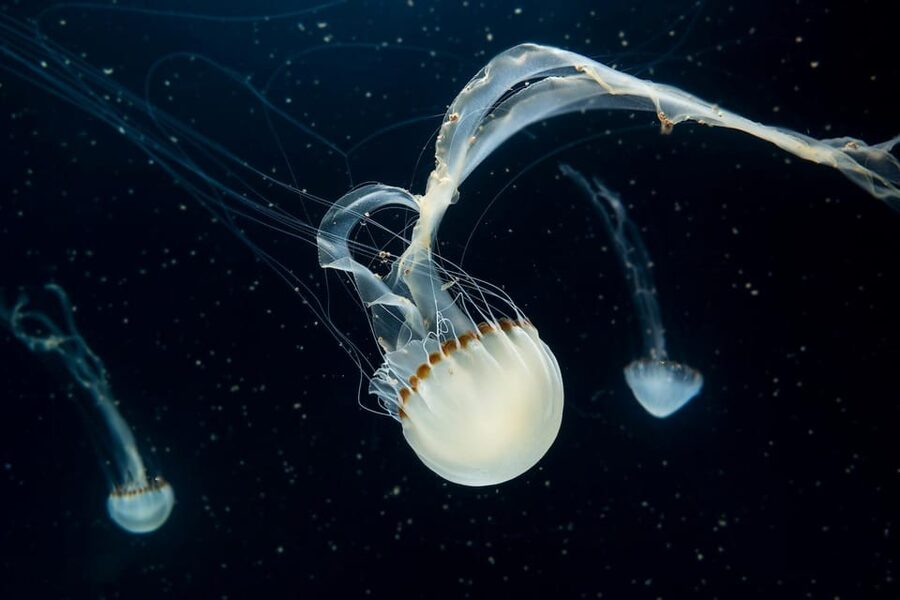 Prague: The World Of Jellyfish Entry Ticket w/ Drink - Video mapping and audiovisual effects: fun, but plan your focus