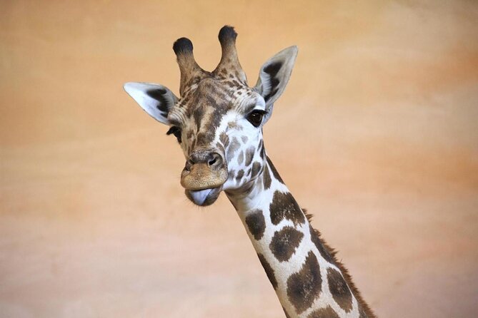 Prague Zoo Admission Ticket including Round Trip Transfer - Key things to know before you go