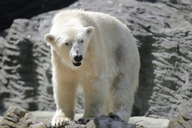Prague Zoo Admission Ticket including Round Trip Transfer - Prague Zoo tickets with hotel transfer, the smart way to start