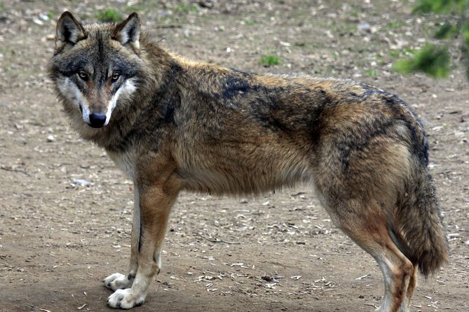 Prague Zoo Admission Ticket including Round Trip Transfer - Pacing for your 3 to 8 hour window