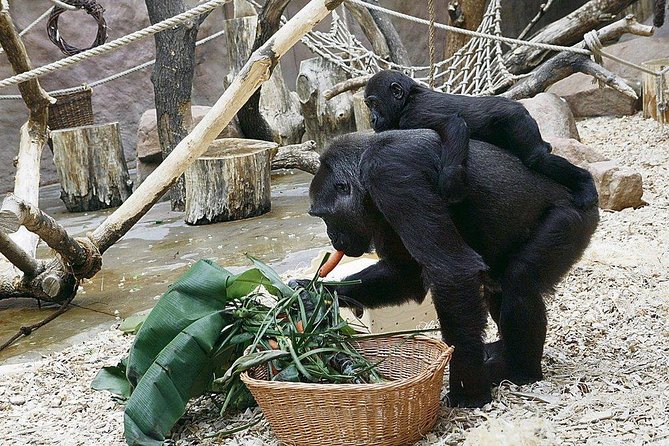Prague Zoo Admission Ticket including Round Trip Transfer - Why conservation and education are part of the payoff