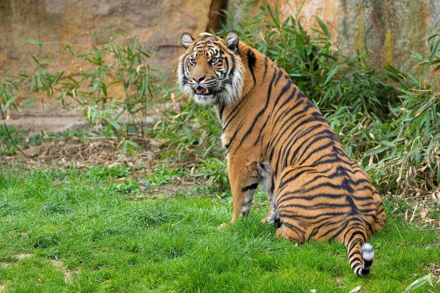 Prague Zoo: Skip-the-Line Entry Ticket - Quick hits before your Prague Zoo ticket