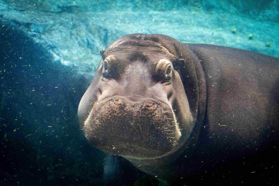 Prague Zoo: Skip-the-Line Entry Ticket - What makes Prague Zoo feel special: space, sightlines, and care