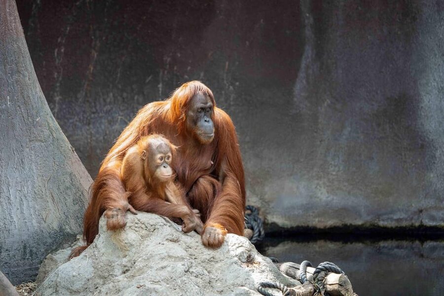 Prague Zoo: Skip-the-Line Entry Ticket - Rules you must follow (and the one that affects your family fun)