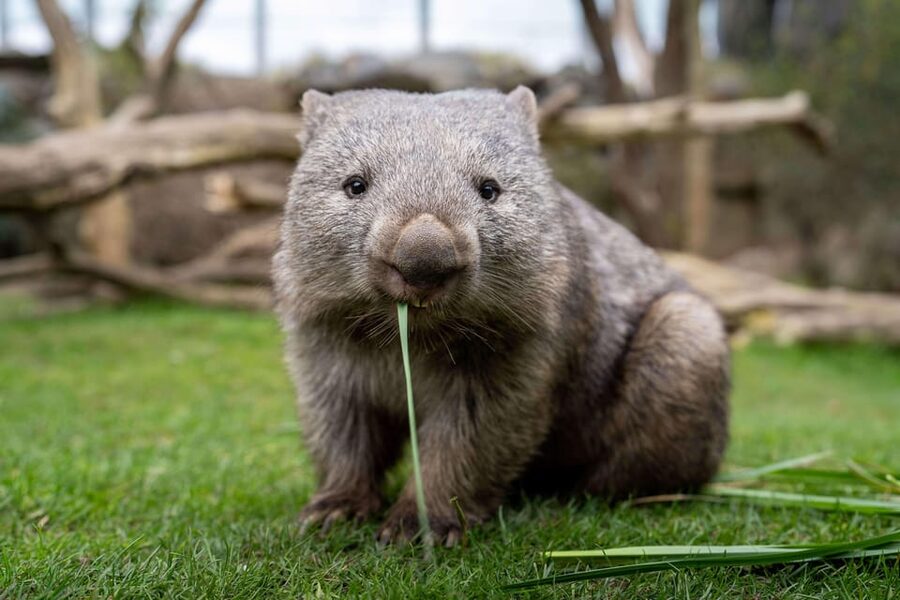 Prague Zoo: Skip-the-Line Entry Ticket - Ticket value at $15: who should buy it
