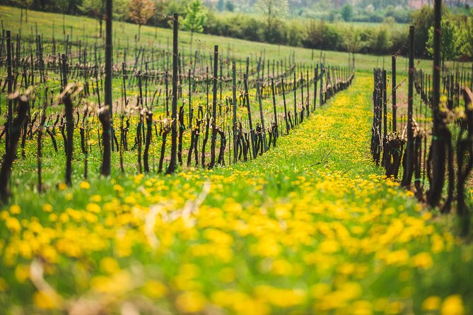 Private PICNIC in Bohemian Vineyards and Wine Tasting 4WD Tour - Picnic lunch, wine pours, and the 18+ drinking rule