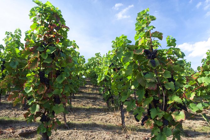 Wine Tasting Day Trip from Prague to Melnik - Wenceslas Square Start, then an 8-Hour Rhythm You Can Actually Use